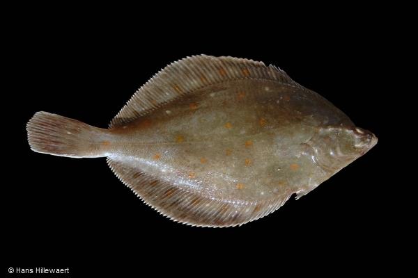 Plaice