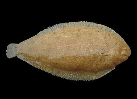Sand Sole