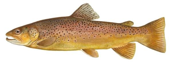 Sea Trout
