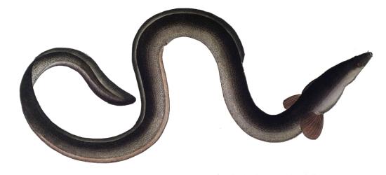 Silver Eel