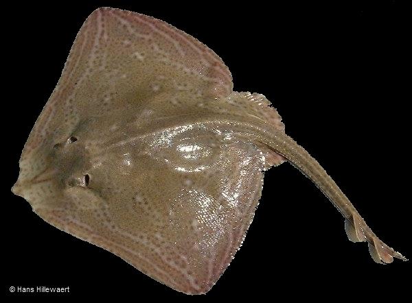 Small Eyed Ray