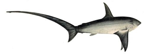 Thresher Shark