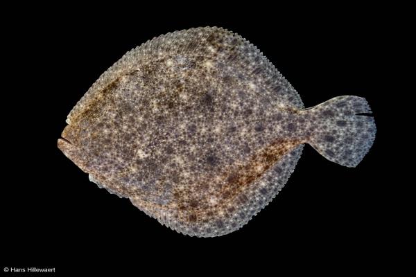 Turbot
