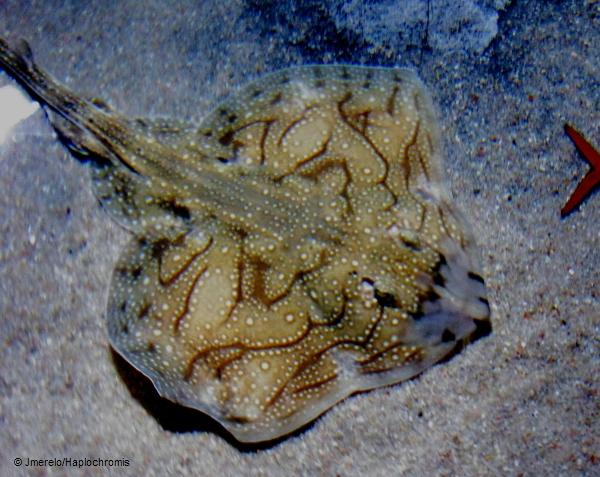 Undulate Ray