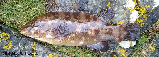 Wrasse